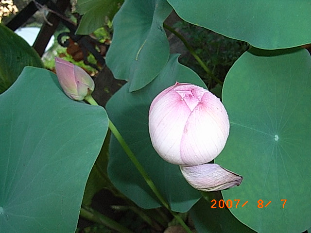 RIMG0005.JPG