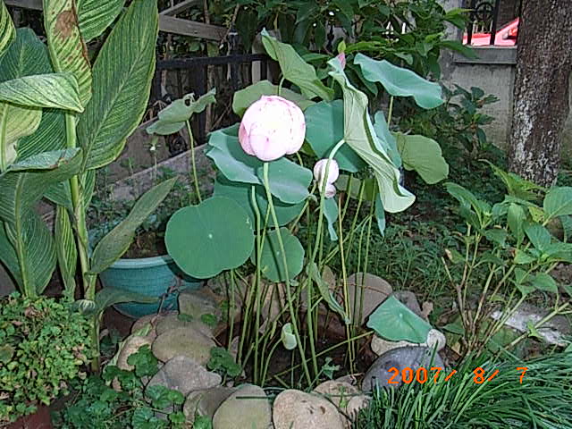 RIMG0009.JPG