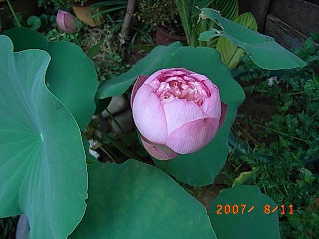 RIMG0010.JPG