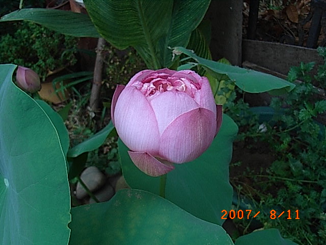 RIMG0011.JPG