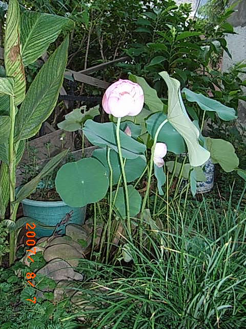 RIMG0006.JPG