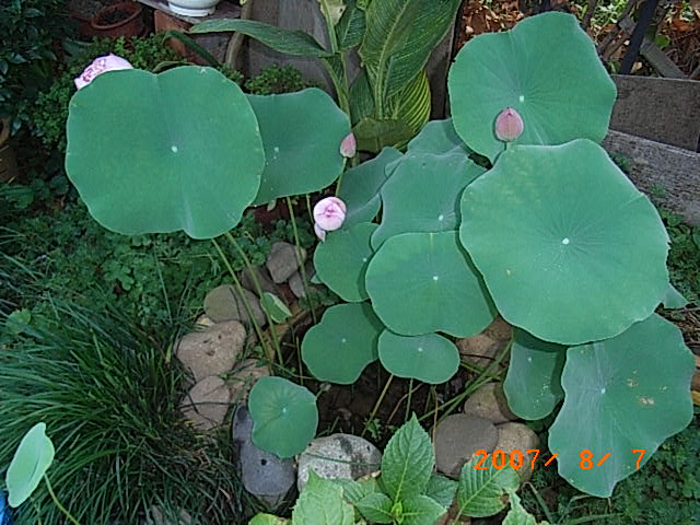 RIMG0008.JPG