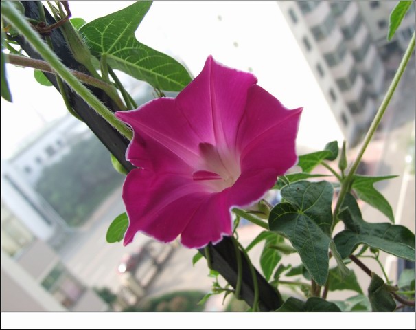 ������С ��ɫ�۹�ţ1.jpg