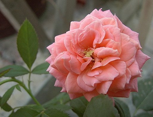 PIC_2146.jpg