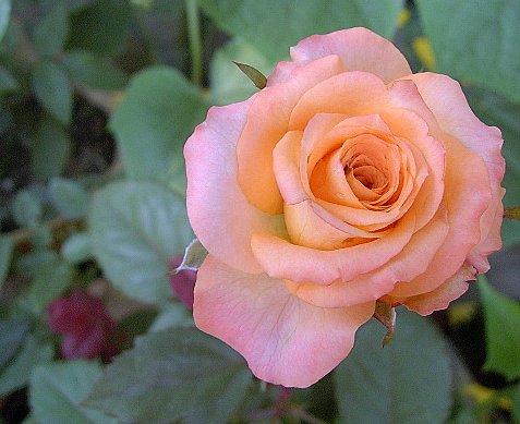 PIC_2399.JPG