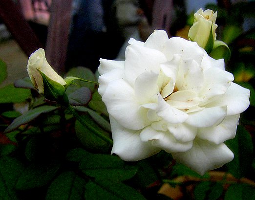 PIC_2154.JPG