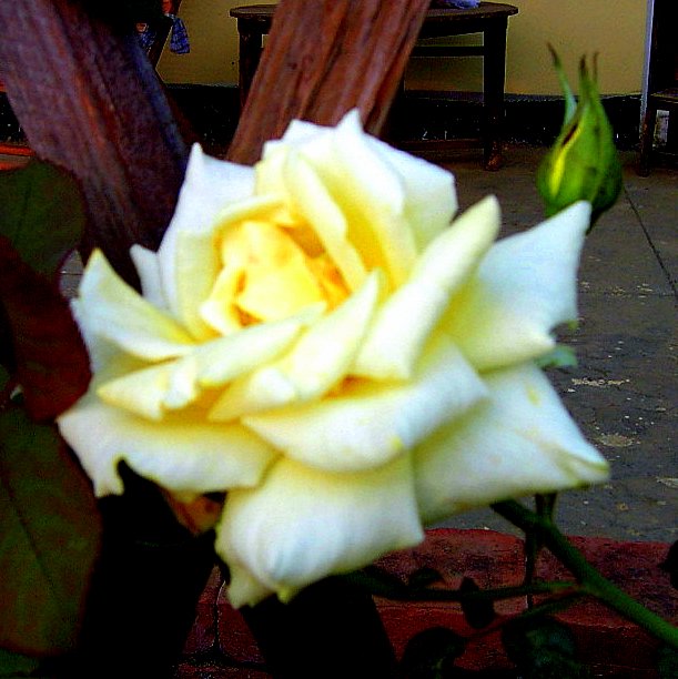 PIC_0768.JPG