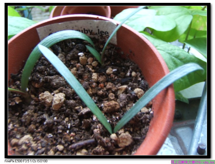 �϶�����