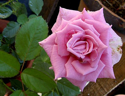 PIC_1630.JPG