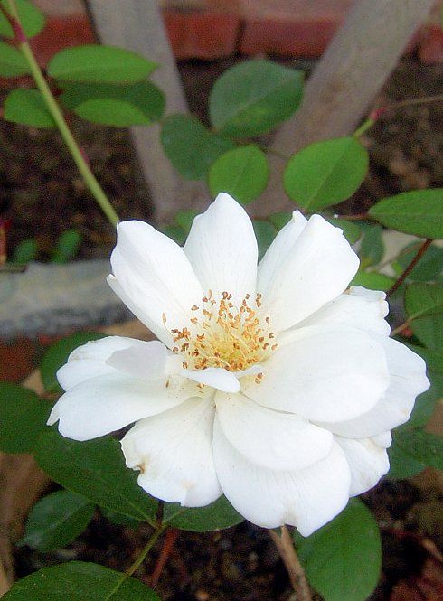 PIC_1095.JPG