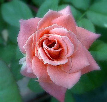 PIC_2319.JPG