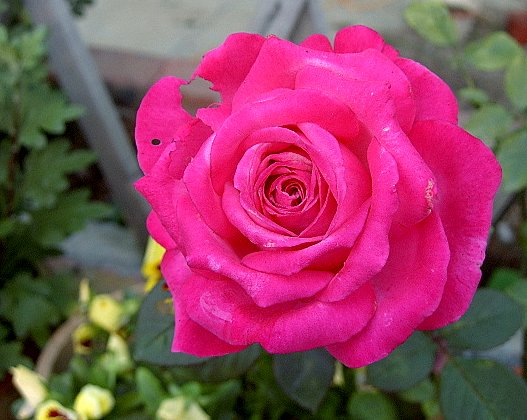 PIC_1875.JPG