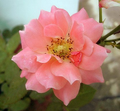 PIC_2573.JPG