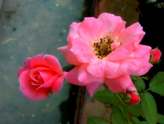PIC_2444.JPG