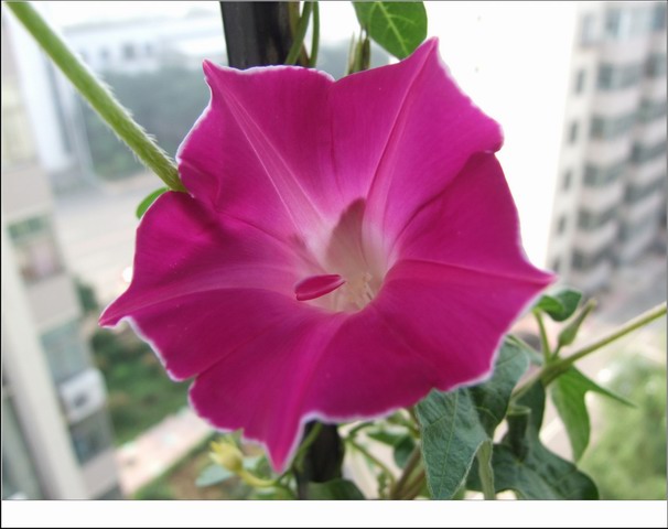 ������С ��ɫ�۹�ţ2.jpg