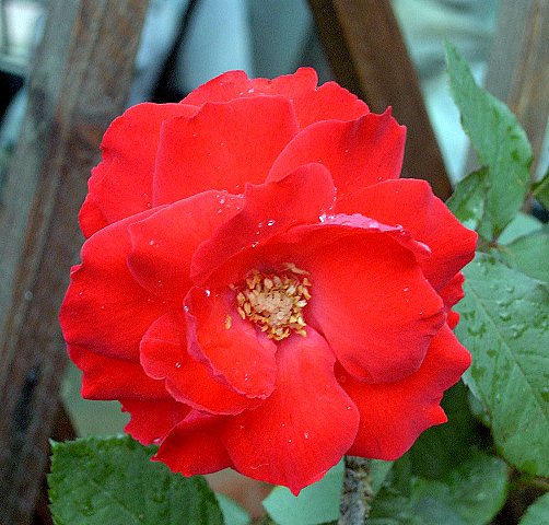 PIC_1488.JPG