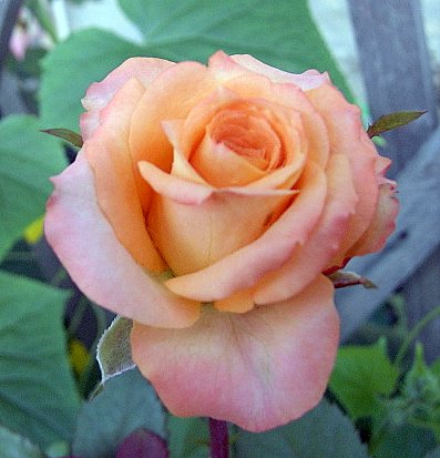 PIC_2398.JPG