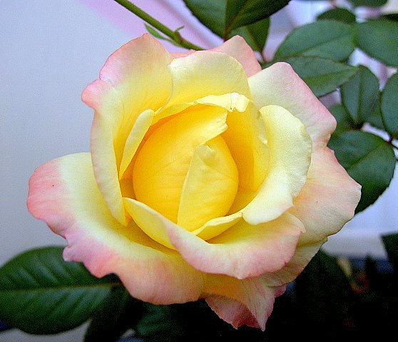 PIC_2095.JPG