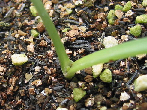 8��19������ð������Ƭ��Ҷ��#3С��