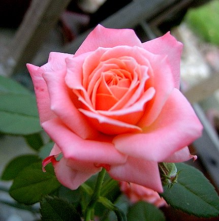 PIC_2148.jpg