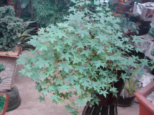DSC01313_��С��С.jpg