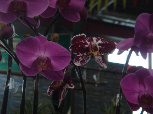 DSC01310_��С��С.jpg