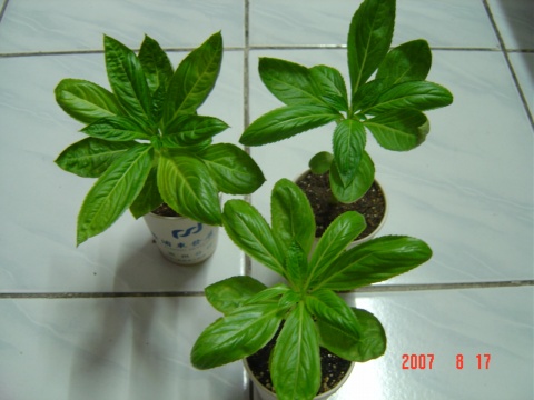 ��ֲǰ����ͨ����