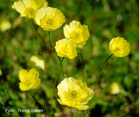 Papaver pseudocanescens.jpg