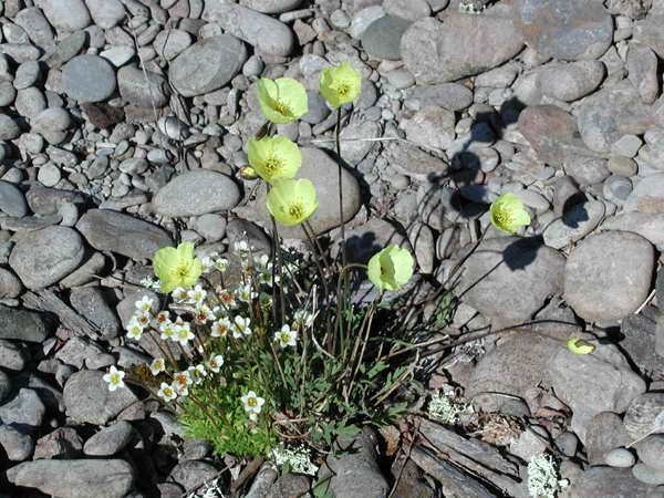papaver lapponicum b.jpg