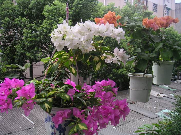 ������С ˫ɫ708202.jpg