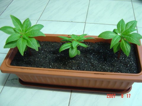 ��ֲ�����ķĴָ