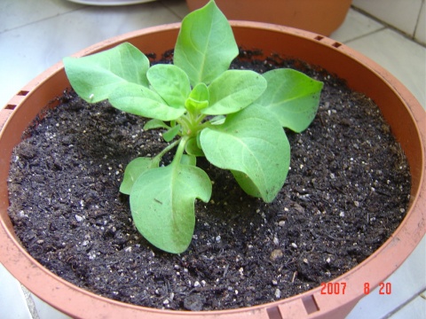 õ����ת��ֲ2��