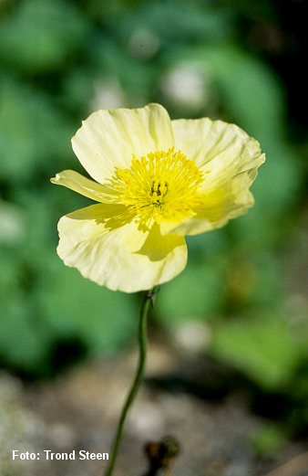 Papaver pseudocanescens 1.jpg