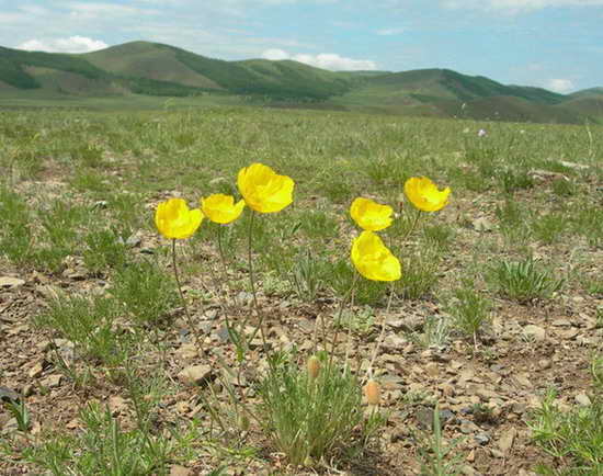 Papaver rubro-aurantiacum.jpg