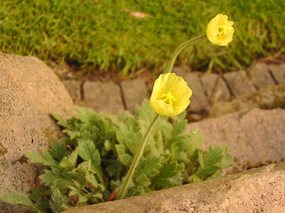 papaver_miyabeamun_takedohi.jpg