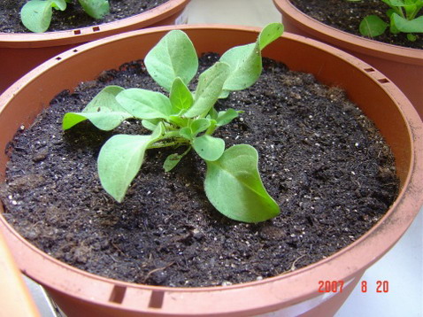 ������¥Ҳ2��