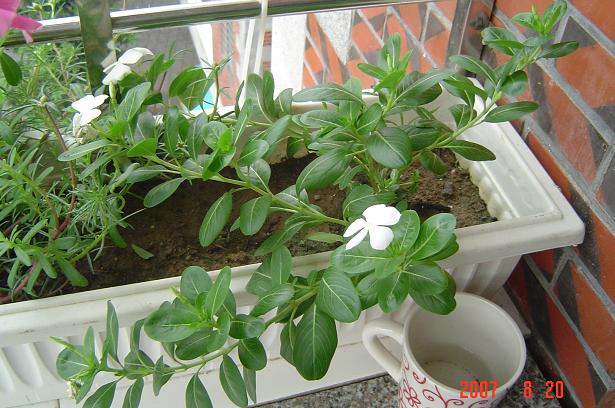 �ƽ�������