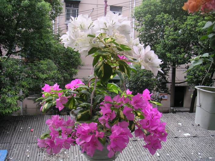 ������С ˫ɫ708201.jpg