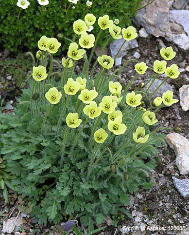 Papaver radicatum 2.jpg