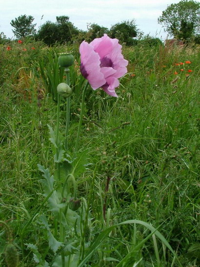 Opium Poppy.jpg