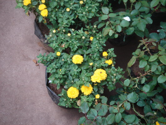 DSC01317_��С��С.jpg