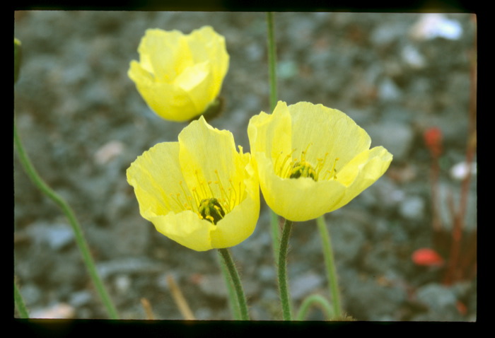Papaver radicatum.jpg