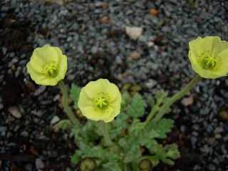 Papaver radicatum 1.jpg