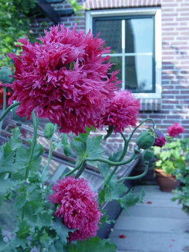 Ҳ���ذ��԰��Ʒ��