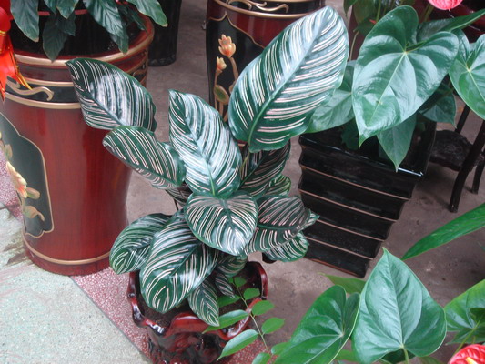 DSC01319_��С��С.jpg