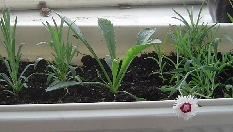 ʯ��ĵ�һ�仨���ܿ����ģ�ֻ����1�첻�����ü����С����������