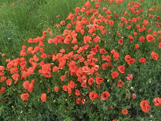 Papaver rhoeas.jpg