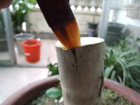 DSCF5327.JPG