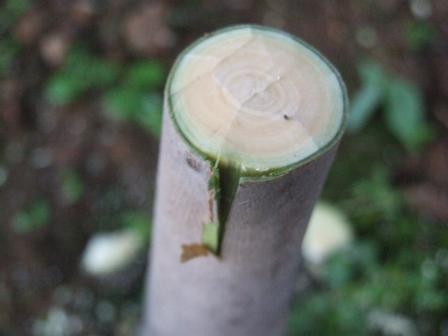 DSCF5302.JPG