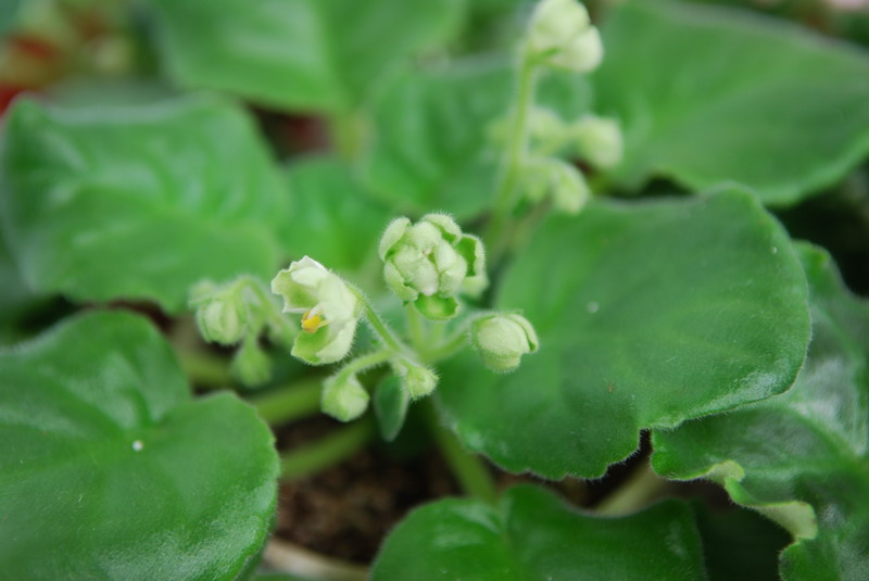 A53-Emerald Love.JPG